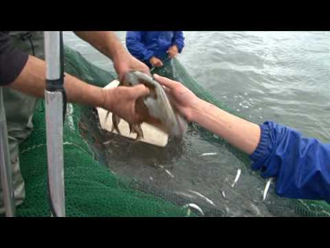 Victorian Sustainable Seafood with Neil Perry