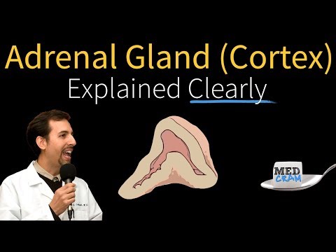 Adrenal Gland Explained Clearly! 1 of 2