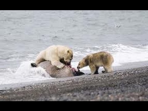 Polar Bears versus Walruses in the Arctic (Full Documentary)