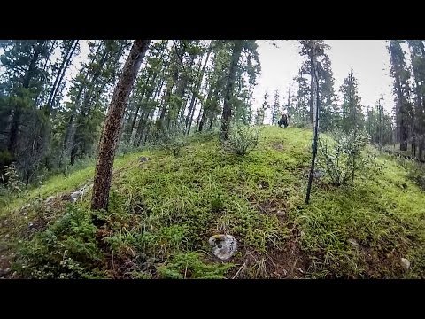 Grizzly Bear Charge in Jasper