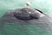 Two-headed whale found in Mexico (Thumbnail)