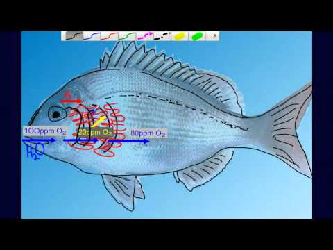 Countercurrent Gas Exchange in Fish Gills