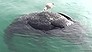 Two-headed whale found in Mexico (Video Thumbnail)