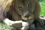 Zoo animals get icey treats for Summer (Thumbnail)