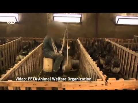 France: Foie Gras vs. Animal Welfare | European Journal