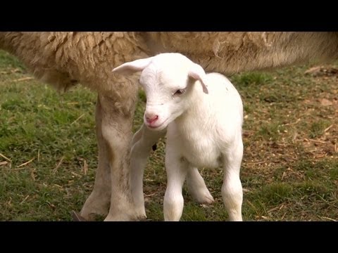 A New Lamb in the Family | Farm Raised With P. Allen Smith