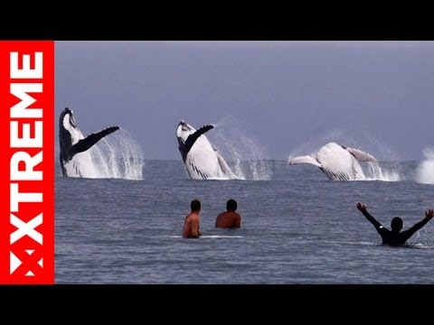 Surfing With Whales | Ride Of The Week Ep 2