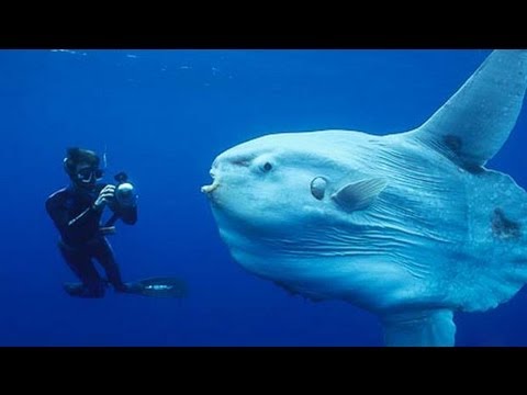 Creatures of the Deep Ocean HD _ National Geographic Documentary