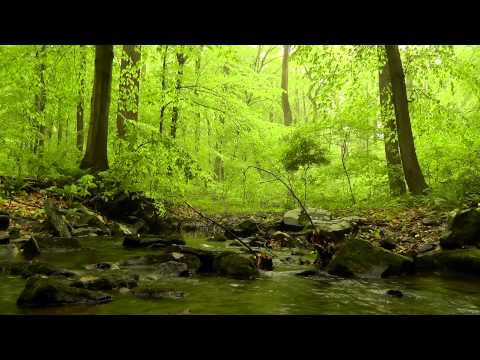 Relaxing HD Nature Scene #3: 60 minutes of Woodland Ambience with Birds & Trickling Stream Sounds