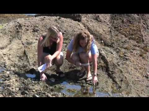 Tide Pools