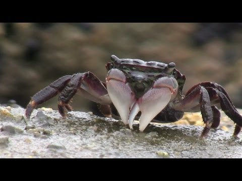 Tidal Pools: Nature's Putrid Sewers - Horrifying Planet - Ep. 3