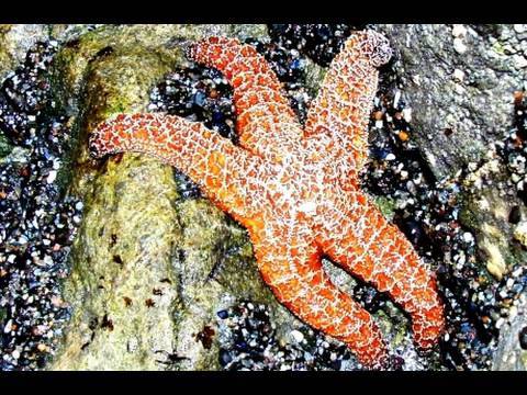 Seashore Life: Tide Pools at Leo Carillio State Park 720p HD