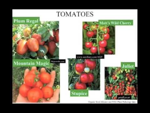 Organic Late Blight Management 2009 Webinar