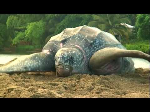 Sea Turtle Nesting Video