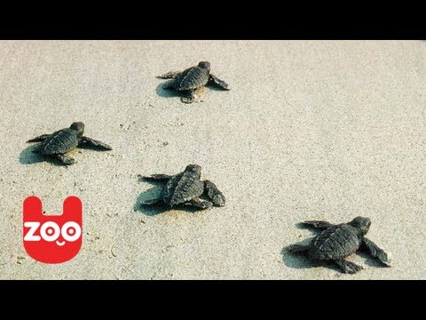 Baby Sea Turtles Released