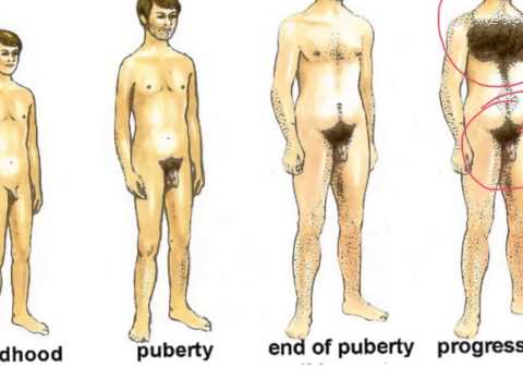 Changes to males during puberty Lower