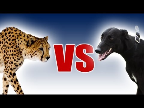 Cheetah vs Greyhound - World's Fastest Dog In Super Slow Motion - Slo Mo #28 - Earth Unplugged