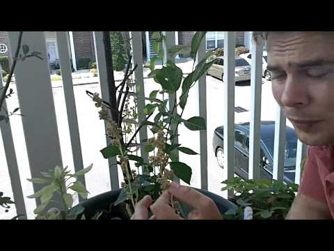 Harvesting Quinoa Seeds - Grow Your Own Grains!