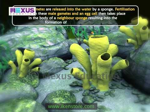 Learn Biology: Kingdom Animalia: Phylum Porifera