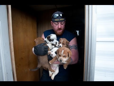 Animal Rescue Team Rescues Hundreds