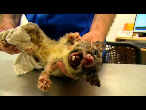 Outback Wildlife Rescue Episode 1