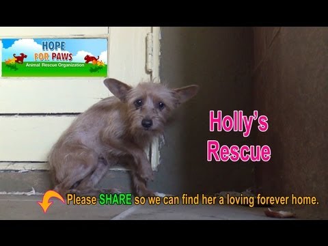 Rescuing a terrified abandoned dog - The transformation will amaze you! Please share.