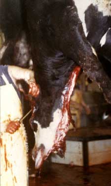 Slaughtered cow