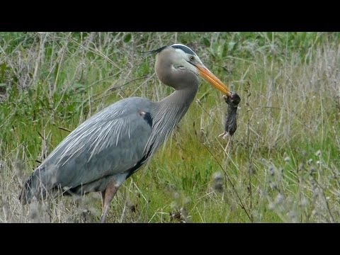 Heron Kills Four Gophers in a Row