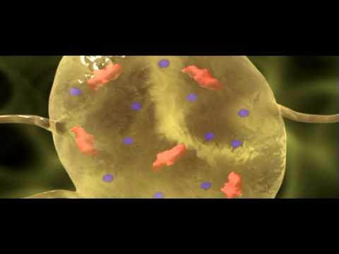 Neuron Resting Potential