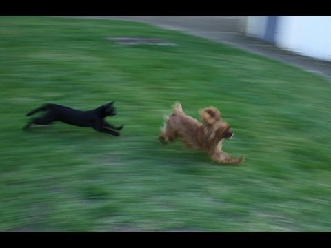 Cats vs Dogs FUNNY