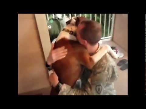 Military Reunions with Man's Best Friend: Dogs Welcoming Home Their Owners from Deployment