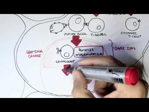 Immunology - Antibody (BCR) and TCR Diversity