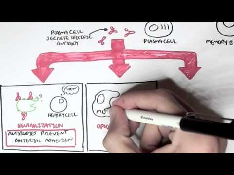 Immunology - Adaptive Immune System