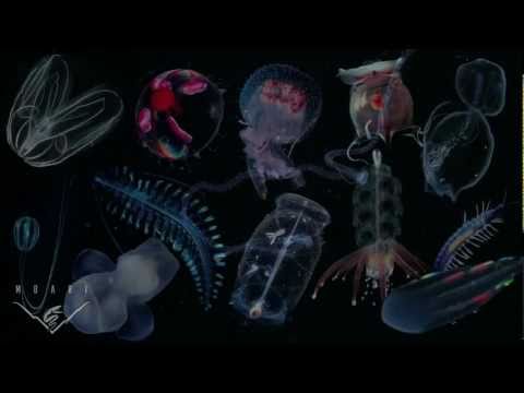 There's no such thing as a jellyfish