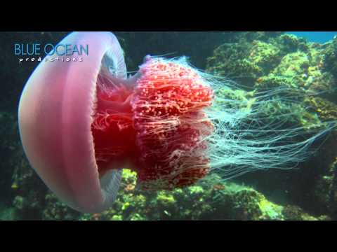 Come Dive with Jellies - Jellyfish Rock!