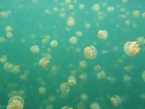 Jelly Fish All Around