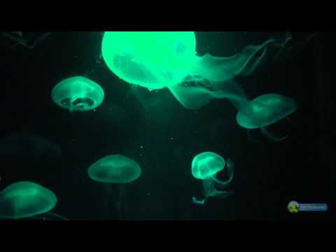 Jellyfish (deeply relaxing)