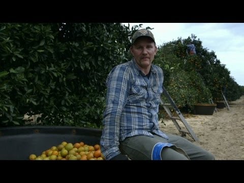 Morgan Spurlock becomes a fruit picker