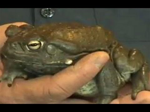 Exotic Pets - Colorado River Toad