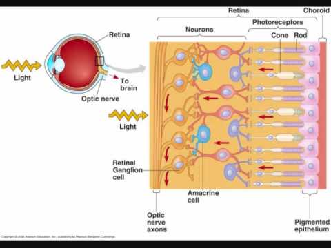 Human Eye: 02: Retina