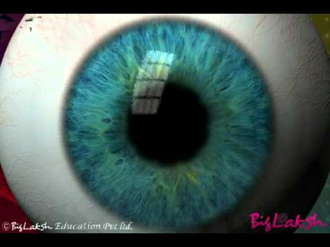 The structure of human eyes part1