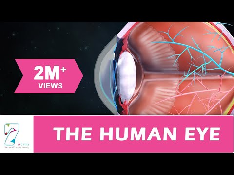 The Human Eye