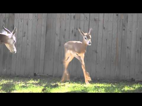 Young dama gazelle explores yard