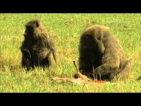 Graphic content warning: Baboon eating gazelle alive