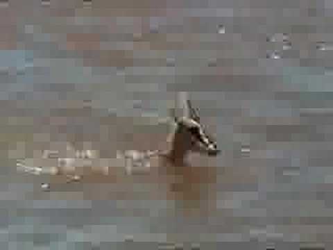 Crocodiles Obliterate Gazelles