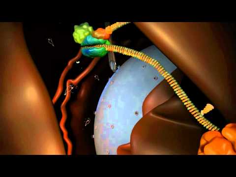 RNA interference (RNAi): by Nature Video