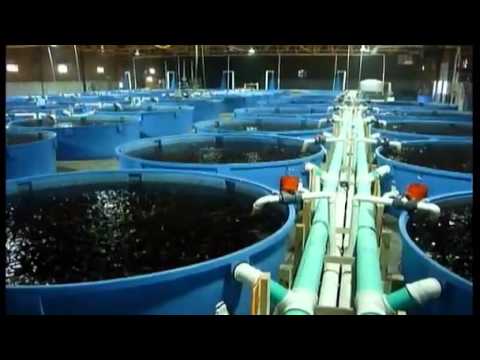 Aquaculture system promises eco-friendly fish farming future