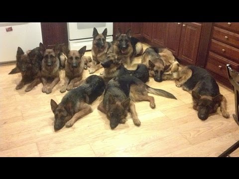 German shepherds having fun at the park and lake