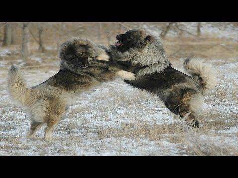 The Magnificent Breed of Caucasian Shepherd (Documentary in HD!!!)