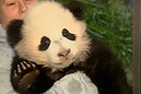 Bao Bao makes her National Zoo panda debut (Thumbnail)